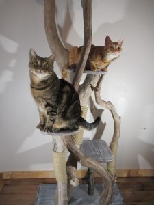 Arbre à chat en bois flotté - Les vieilles Vis